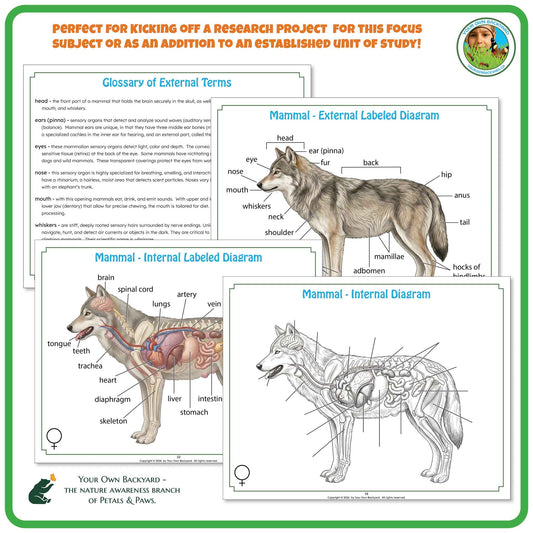 "Perfect for" text at the top to help teachers with how-to-use.  Your Own Backyard logo in the top right corner. Sample pages of glossary and label key and non-labeled diagrams. "Your Own Backyard - The Nature Awareness Branch of Petals & Paws" in the bottom left corner.