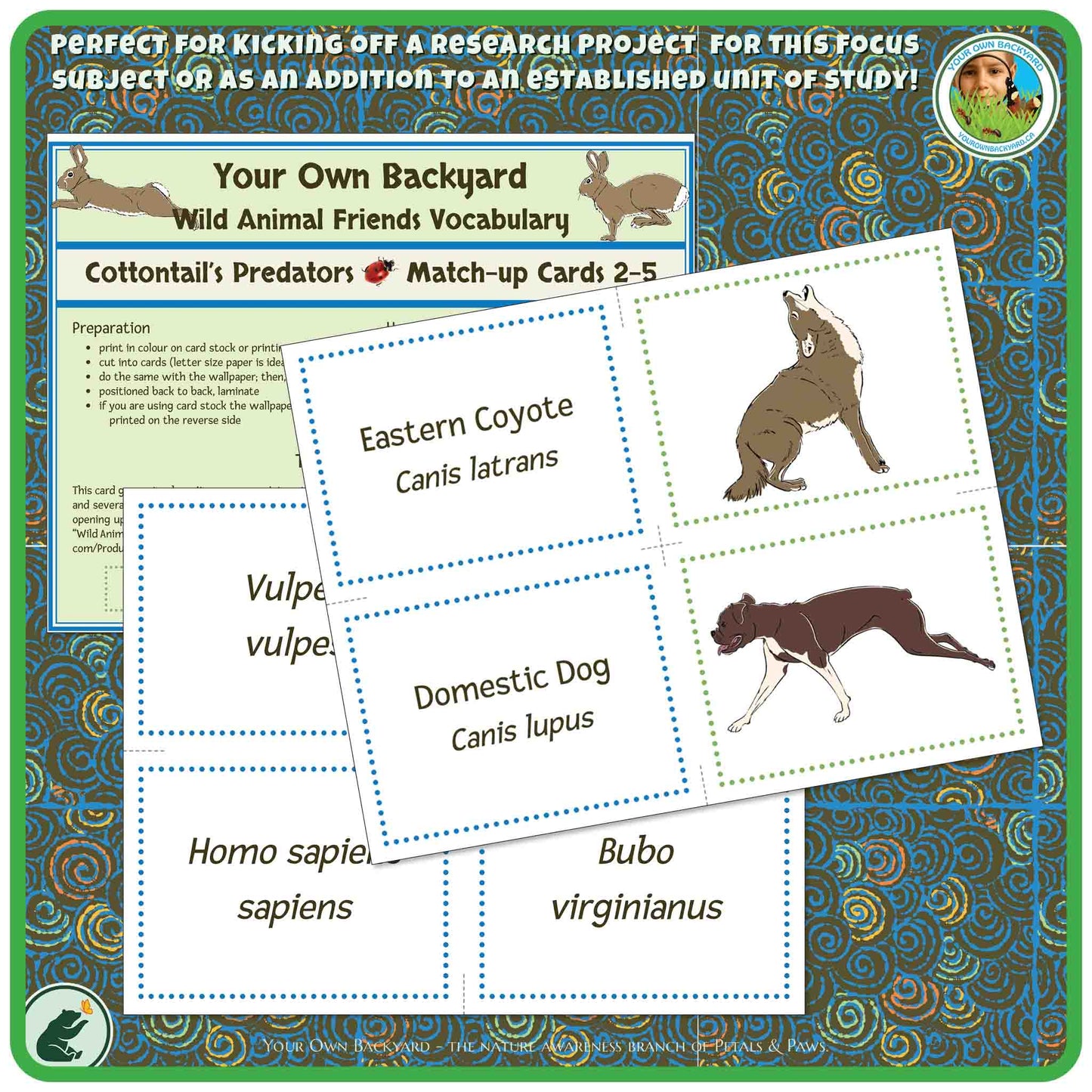 Eastern Cottontail Interactive Species Guide