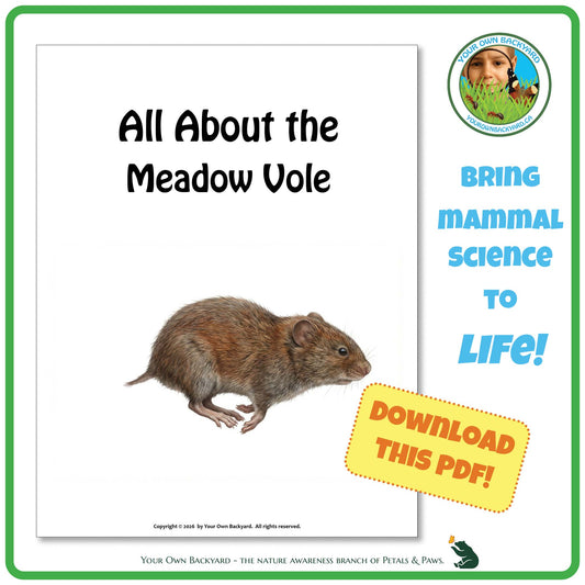 Product image for downloadable PDF, 'All About Mammals - the Meadow Vole', an elementary-level unit study product by Your Own Backyard | Petals & Paws.