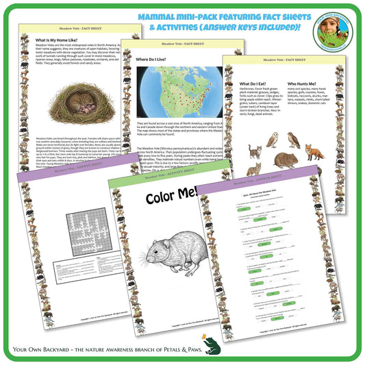 Internal pages of, 'All About Mammals - the Meadow Vole' downloadable PDF product, an elementary-level unit by Your Own Backyard | Petals & Paws. Pages include natural history fact sheets and various printable worksheets.