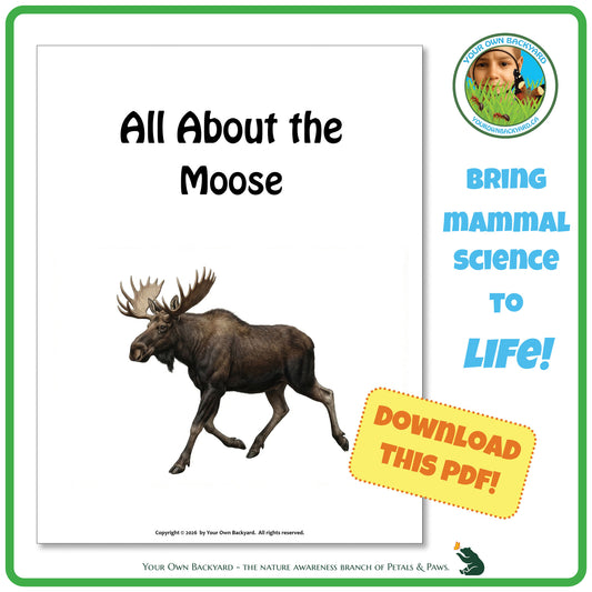 Product image for downloadable PDF, 'All About Mammals - the Moose', an elementary-level unit study product by Your Own Backyard | Petals & Paws.