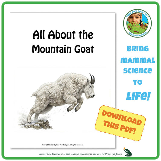 Product image for downloadable PDF, 'All About Mammals - the Mountain Goat', an elementary-level unit study product by Your Own Backyard | Petals & Paws.