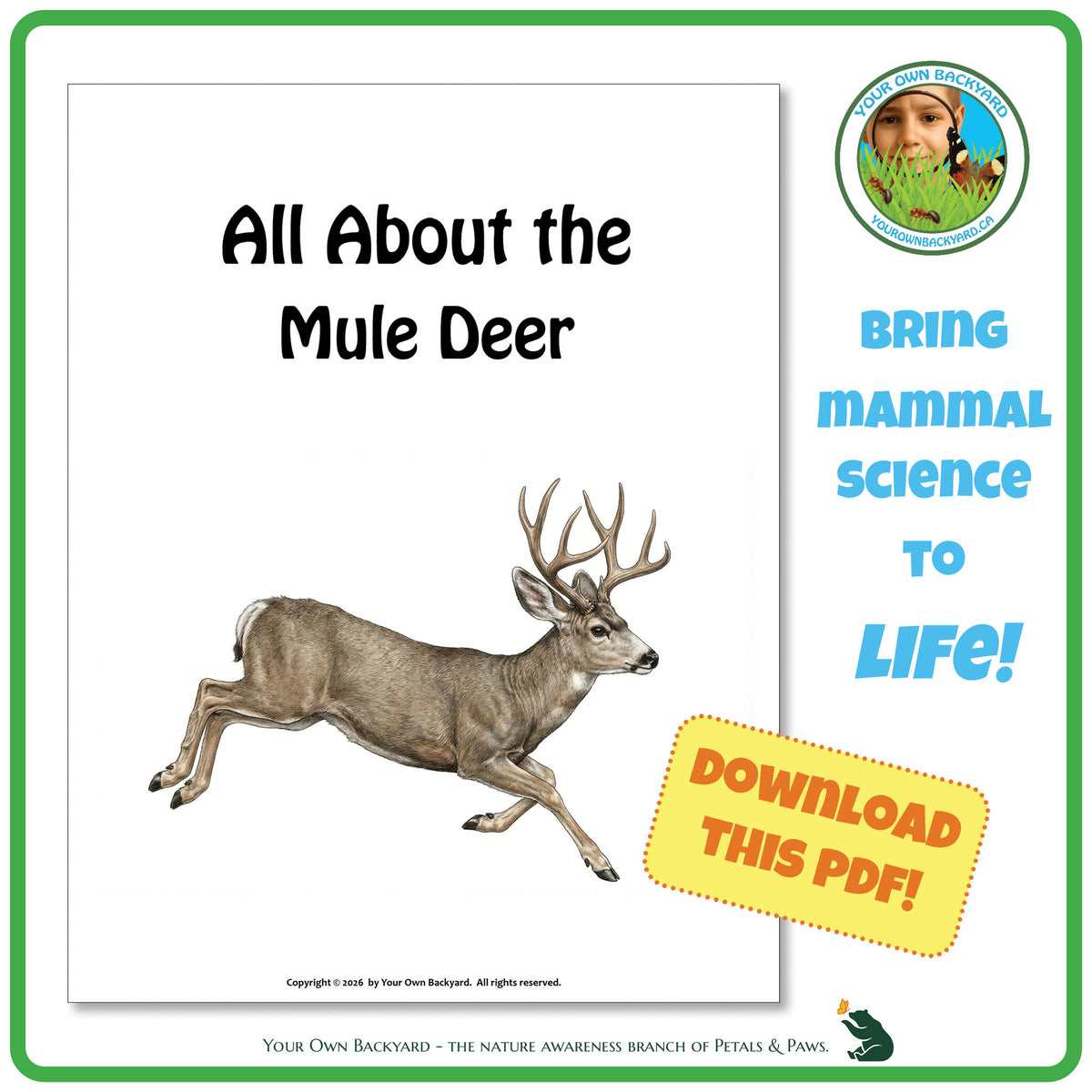Product image for downloadable PDF, 'All About Mammals - the Mule Deer', an elementary-level unit study product by Your Own Backyard | Petals & Paws.