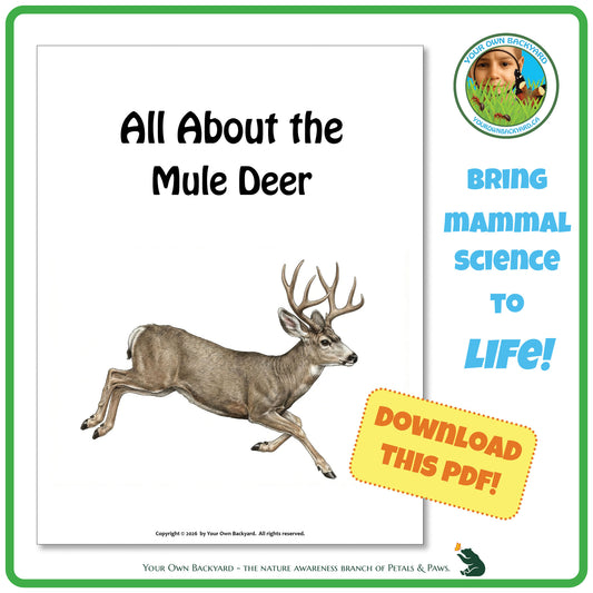 Product image for downloadable PDF, 'All About Mammals - the Mule Deer', an elementary-level unit study product by Your Own Backyard | Petals & Paws.