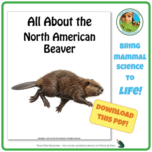 Product image for downloadable PDF, 'All About Mammals - the North American Beaver', an elementary-level unit study product by Your Own Backyard | Petals & Paws.
