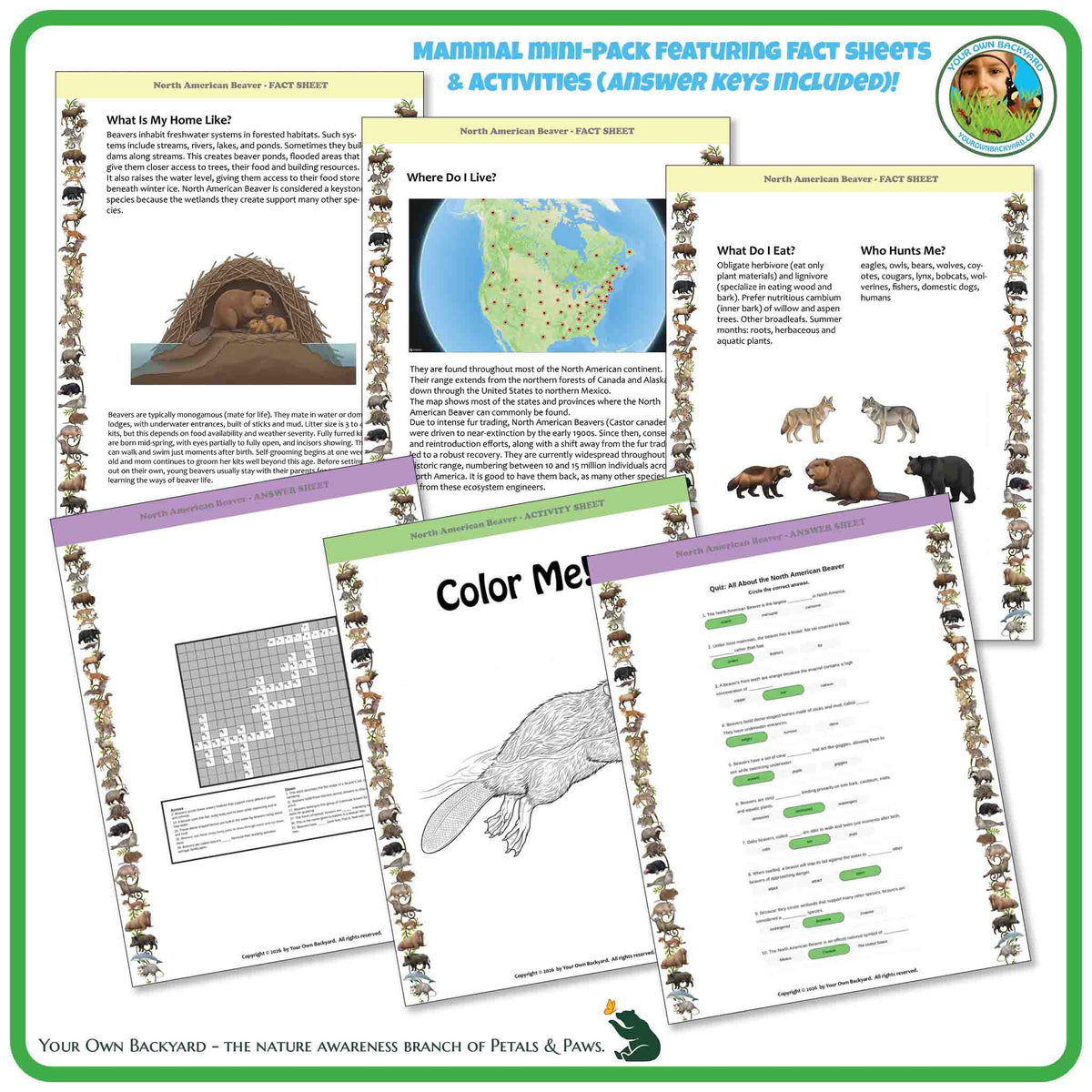 Internal pages of, 'All About Mammals - the North American Beaver' downloadable PDF product, an elementary-level unit by Your Own Backyard | Petals & Paws. Pages include natural history fact sheets and various printable worksheets.