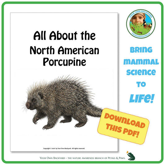 Product image for downloadable PDF, 'All About Mammals - the North American Porcupine', an elementary-level unit study product by Your Own Backyard | Petals & Paws.