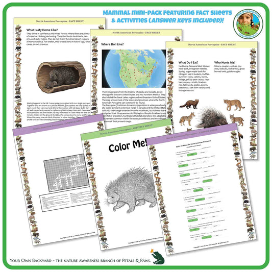 Internal pages of, 'All About Mammals - the North American Porcupine' downloadable PDF product, an elementary-level unit by Your Own Backyard | Petals & Paws. Pages include natural history fact sheets and various printable worksheets.