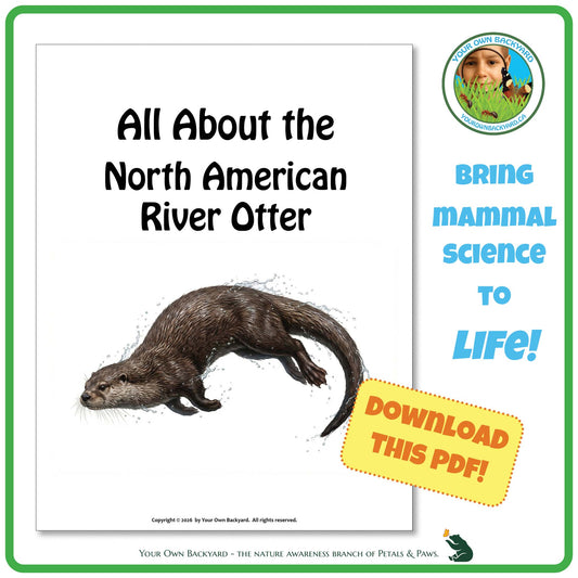 Product image for downloadable PDF, 'All About Mammals - the North American River Otter', an elementary-level unit study product by Your Own Backyard | Petals & Paws.