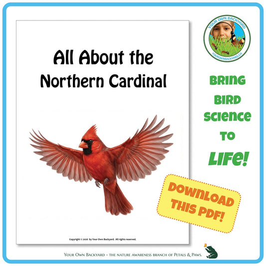 Product image for downloadable PDF, 'All About Birds - the Northern Cardinal', an elementary-level unit study product by Your Own Backyard | Petals & Paws.