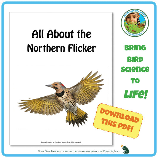 Product image for downloadable PDF, 'All About Birds - the Northern Flicker', an elementary-level unit study product by Your Own Backyard | Petals & Paws.
