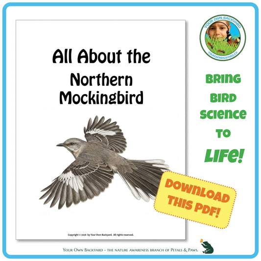 Product image for downloadable PDF, 'All About Birds - the Northern Mockingbird', an elementary-level unit study product by Your Own Backyard | Petals & Paws.