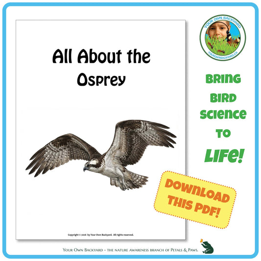 Product image for downloadable PDF, 'All About Birds - the Osprey', an elementary-level unit study product by Your Own Backyard | Petals & Paws.