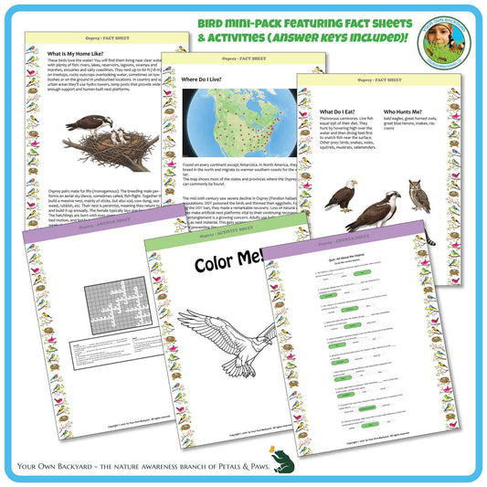 Internal pages of, 'All About Birds - the Osprey' downloadable PDF product, an elementary-level unit by Your Own Backyard | Petals & Paws. Pages include natural history fact sheets and various printable worksheets.