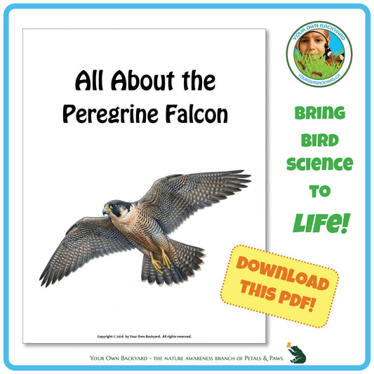 Product image for downloadable PDF, 'All About Birds - the Peregrine Falcon', an elementary-level unit study product by Your Own Backyard | Petals & Paws.