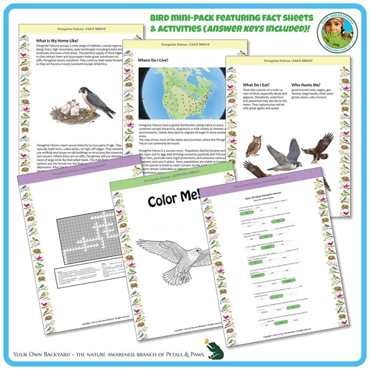 Internal pages of, 'All About Birds - the Peregrine Falcon' downloadable PDF product, an elementary-level unit by Your Own Backyard | Petals & Paws. Pages include natural history fact sheets and various printable worksheets.
