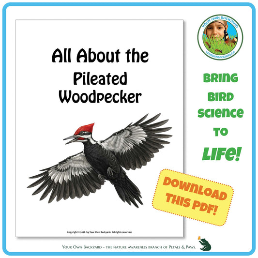 Product image for downloadable PDF, 'All About Birds - the Pileated Woodpecker', an elementary-level unit study product by Your Own Backyard | Petals & Paws.
