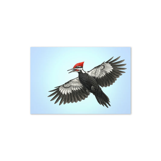 Product mockup flat-lay of 4x6 card, Pileated Woodpecker. Depicts a realistic illustration of a male Pileated Woodpecker flying against a clear blue sky.