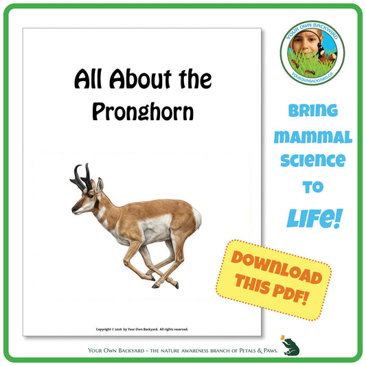 Product image for downloadable PDF, 'All About Mammals - the Pronghorn', an elementary-level unit study product by Your Own Backyard | Petals & Paws.