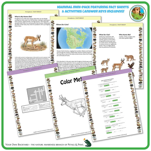 Internal pages of, 'All About Mammals - the Pronghorn' downloadable PDF product, an elementary-level unit by Your Own Backyard | Petals & Paws. Pages include natural history fact sheets and various printable worksheets.
