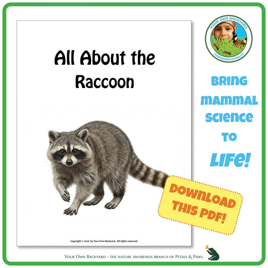 Product image for downloadable PDF, 'All About Mammals - the Raccoon', an elementary-level unit study product by Your Own Backyard | Petals & Paws.