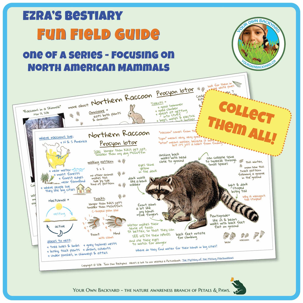 Cover for pdf download and printable Raccoon Field Guide, a two-page journal-style field guide all about this mammal. Image has product info above, along with Your Own Backyard logo. The first page lays on top of the second, with first-page details clearly visible. Call-out, "Collect Them All!" and "Your Own Backyard - The Nature Awareness Branch of Petals & Paws" runs along the bottom.