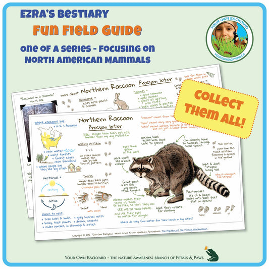 Cover for pdf download and printable Raccoon Field Guide, a two-page journal-style field guide all about this mammal. Image has product info above, along with Your Own Backyard logo. The first page lays on top of the second, with first-page details clearly visible. Call-out, "Collect Them All!" and "Your Own Backyard - The Nature Awareness Branch of Petals & Paws" runs along the bottom.