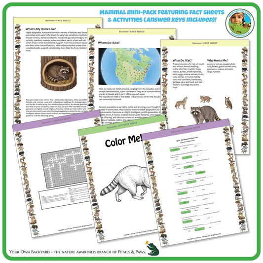 Internal pages of, 'All About Mammals - the Raccoon' downloadable PDF product, an elementary-level unit by Your Own Backyard | Petals & Paws. Pages include natural history fact sheets and various printable worksheets.