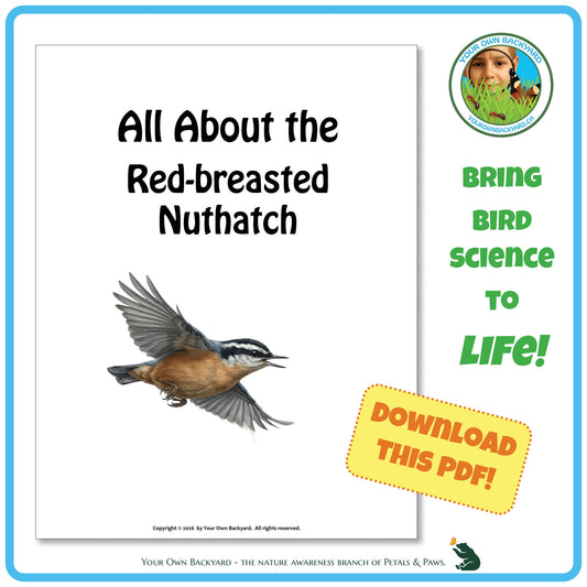 Product image for downloadable PDF, 'All About Birds - the Red-breasted Nuthatch', an elementary-level unit study product by Your Own Backyard | Petals & Paws.