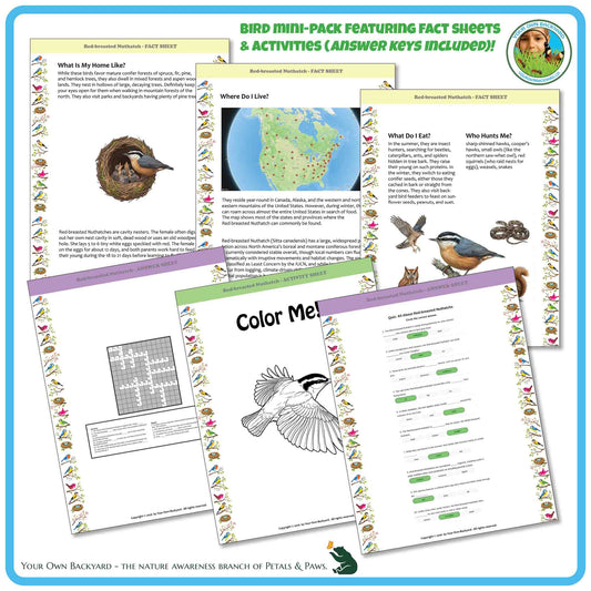 Internal pages of, 'All About Birds - the Red-breasted Nuthatch' downloadable PDF product, an elementary-level unit by Your Own Backyard | Petals & Paws. Pages include natural history fact sheets and various printable worksheets.