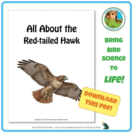 Product image for downloadable PDF, 'All About Birds - the Red-tailed Hawk', an elementary-level unit study product by Your Own Backyard | Petals & Paws.
