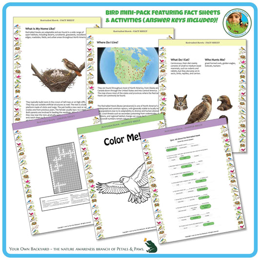 Internal pages of, 'All About Birds - the Red-tailed Hawk' downloadable PDF product, an elementary-level unit by Your Own Backyard | Petals & Paws. Pages include natural history fact sheets and various printable worksheets.