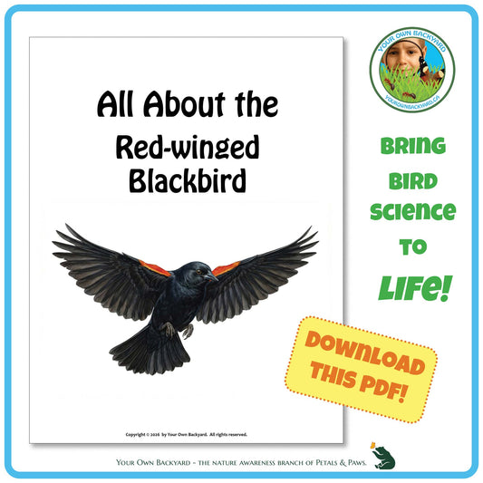Product image for downloadable PDF, 'All About Birds - the Red-winged Blackbird', an elementary-level unit study product by Your Own Backyard | Petals & Paws.
