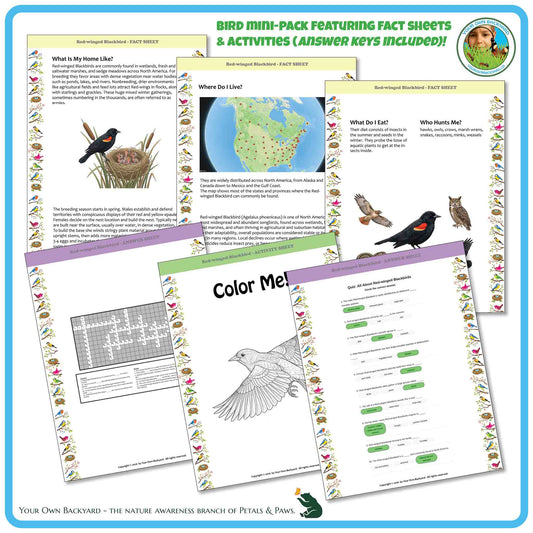 Internal pages of, 'All About Birds - the Red-winged Blackbird' downloadable PDF product, an elementary-level unit by Your Own Backyard | Petals & Paws. Pages include natural history fact sheets and various printable worksheets.