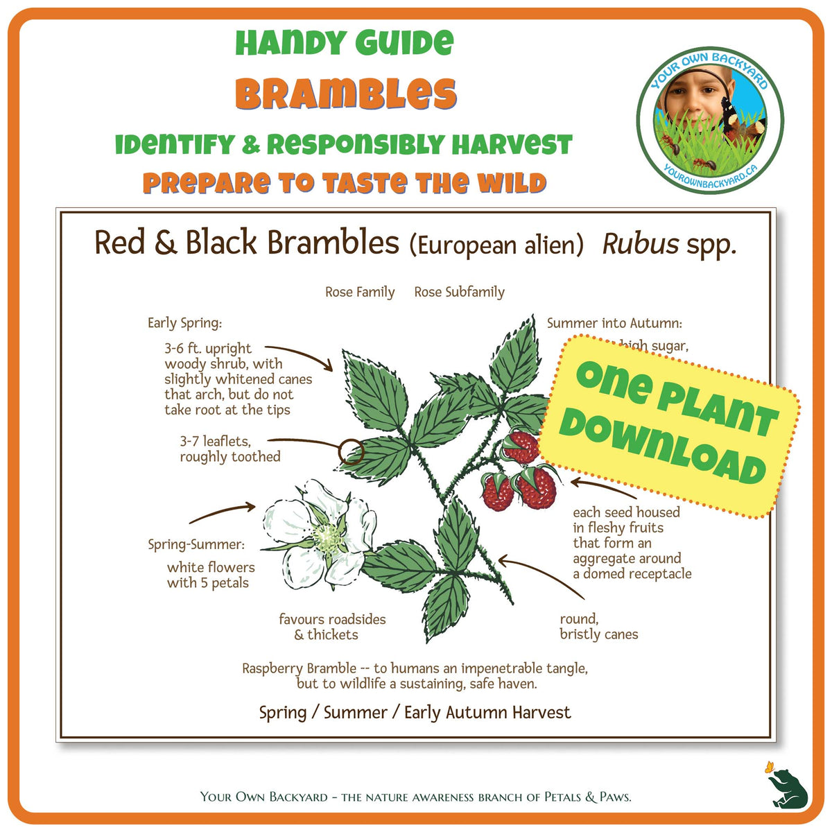 Red & Black Brambles Wild Edibles Guide is a handy pdf download and printable for identifying, responsibly harvesting and preparing brambles. Image has product info above, shows the cover below, indicates "One Plant Download", and "Your Own Backyard - The Nature Awareness Branch of Petals & Paws" runs along the bottom.