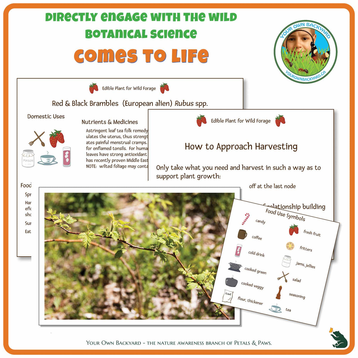 Internal pages of Red & Black Brambles Wild Edibles Guide to demonstrate the educational value of this pdf download and printable product. Includes a photograph of the real plant.