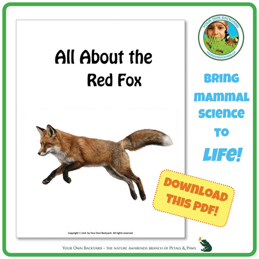 Product image for downloadable PDF, 'All About Mammals - the Red Fox', an elementary-level unit study product by Your Own Backyard | Petals & Paws.