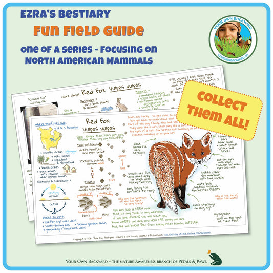 Cover for pdf download and printable Red Fox Field Guide, a two-page journal-style field guide all about this mammal. Image has product info above, along with Your Own Backyard logo. The first page lays on top of the second, with first-page details clearly visible. Call-out, "Collect Them All!" and "Your Own Backyard - The Nature Awareness Branch of Petals & Paws" runs along the bottom.