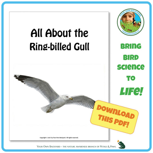 Product image for downloadable PDF, 'All About Birds - the Ring-billed Gull', an elementary-level unit study product by Your Own Backyard | Petals & Paws.