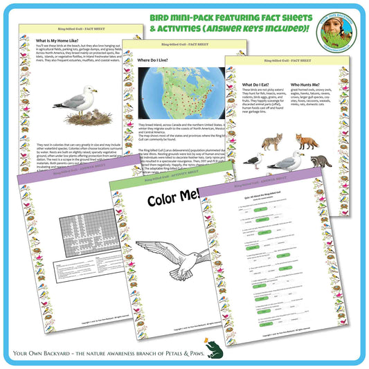 Internal pages of, 'All About Birds - the Ring-billed Gull' downloadable PDF product, an elementary-level unit by Your Own Backyard | Petals & Paws. Pages include natural history fact sheets and various printable worksheets.