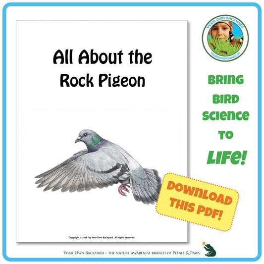 Product image for downloadable PDF, 'All About Birds - the Rock Pigeon', an elementary-level unit study product by Your Own Backyard | Petals & Paws.