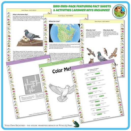 Internal pages of, 'All About Birds - the Rock Pigeon' downloadable PDF product, an elementary-level unit by Your Own Backyard | Petals & Paws. Pages include natural history fact sheets and various printable worksheets.