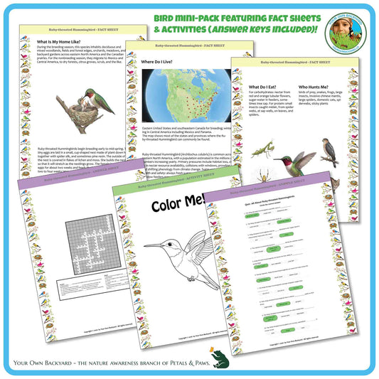 Internal pages of, 'All About Birds - the Ruby-throated Hummingbird' downloadable PDF product, an elementary-level unit by Your Own Backyard | Petals & Paws. Pages include natural history fact sheets and various printable worksheets.