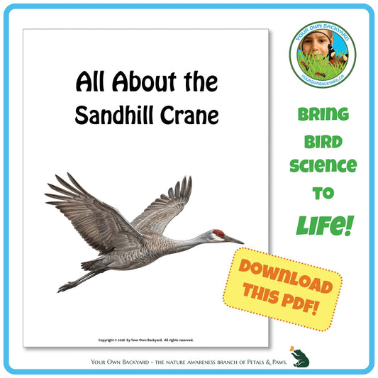 Product image for downloadable PDF, 'All About Birds - the Sandhill Crane', an elementary-level unit study product by Your Own Backyard | Petals & Paws.