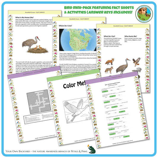 Internal pages of, 'All About Birds - the Sandhill Crane' downloadable PDF product, an elementary-level unit by Your Own Backyard | Petals & Paws. Pages include natural history fact sheets and various printable worksheets.