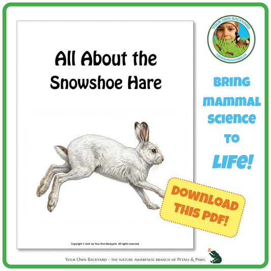 Product image for downloadable PDF, 'All About Mammals - the Snowshoe Hare', an elementary-level unit study product by Your Own Backyard | Petals & Paws.