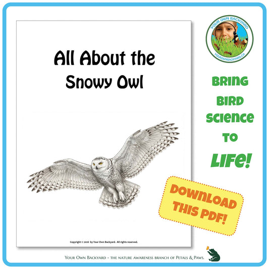 Product image for downloadable PDF, 'All About Birds - the Snowy Owl', an elementary-level unit study product by Your Own Backyard | Petals & Paws.