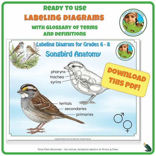 Ready-to-use details about Songbird Anatomy - Labeling Diagrams Grades 6-8 run along the top, along with Your Own Backyard logo in the right corner. Below this is the cover image for this product, featuring color and black-white songbird illustrations. "Your Own Backyard - The Nature Awareness Branch of Petals & Paws" runs along the bottom.
