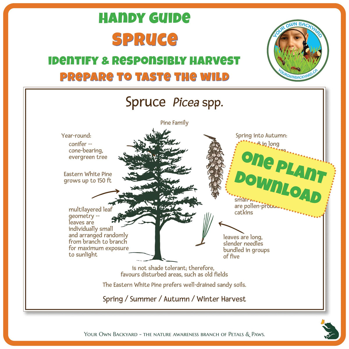 Spruce Wild Edibles Guide is a handy pdf download and printable for identifying, responsibly harvesting and preparing spruce. Image has product info above, shows the cover below, indicates "One Plant Download", and "Your Own Backyard - The Nature Awareness Branch of Petals & Paws" runs along the bottom.