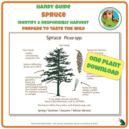 Spruce Wild Edibles Guide is a handy pdf download and printable for identifying, responsibly harvesting and preparing spruce. Image has product info above, shows the cover below, indicates "One Plant Download", and "Your Own Backyard - The Nature Awareness Branch of Petals & Paws" runs along the bottom.